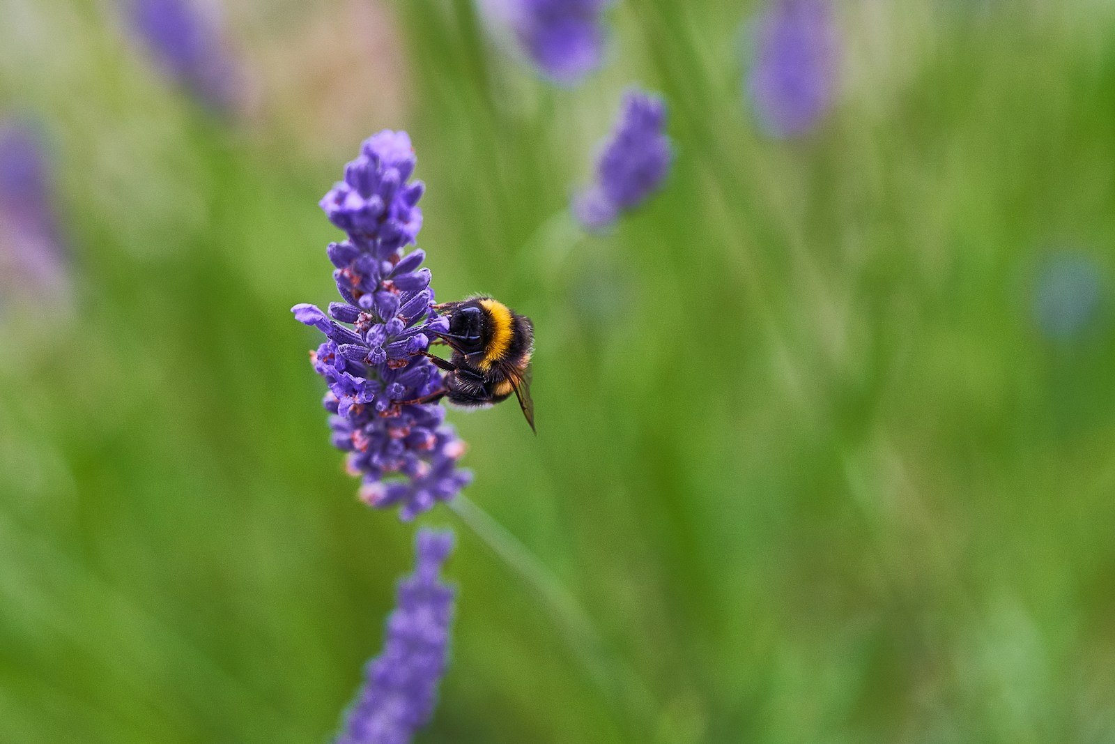 selective focus photo of bee perching on purple flower