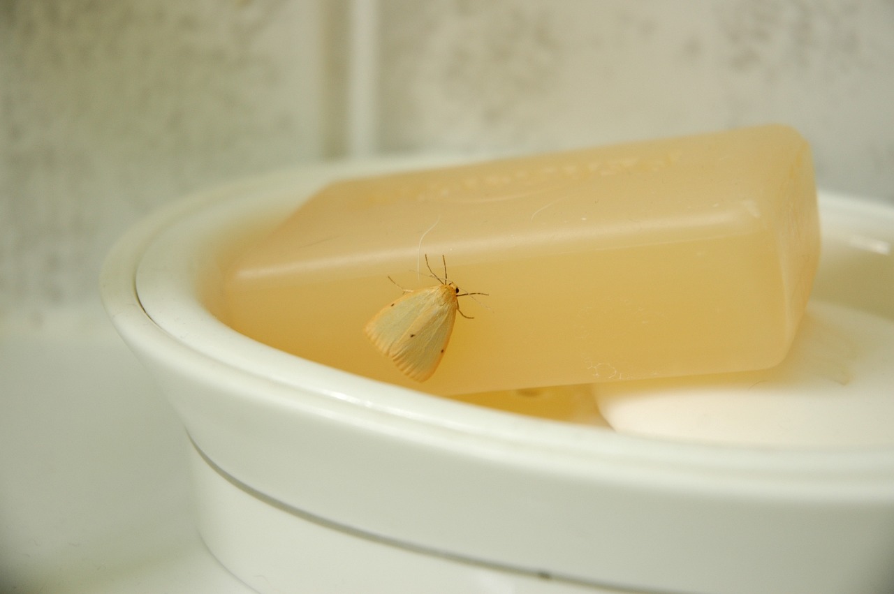 soap, moth, insect