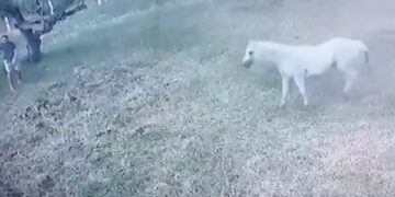 Na het zien van deze beelden durf je nooit meer in de buurt van een paard te komen