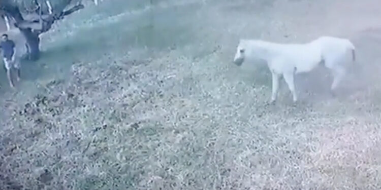 Na het zien van deze beelden durf je nooit meer in de buurt van een paard te komen