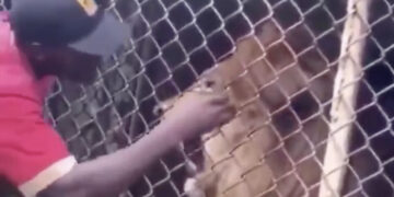 Afrikaanse dierenarts probeert tandencontrole bij een leeuw