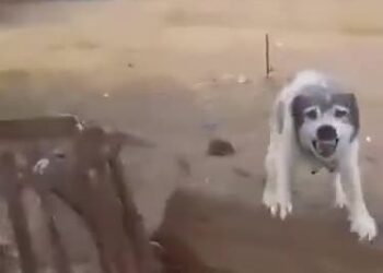 x-downloader.com_imyTzY (1)