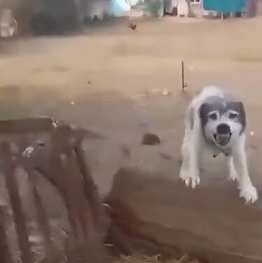 x-downloader.com_imyTzY (1)